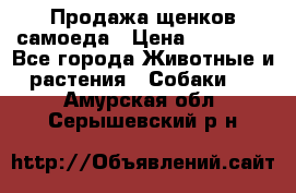 Продажа щенков самоеда › Цена ­ 40 000 - Все города Животные и растения » Собаки   . Амурская обл.,Серышевский р-н